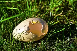 Shell Kolobezky